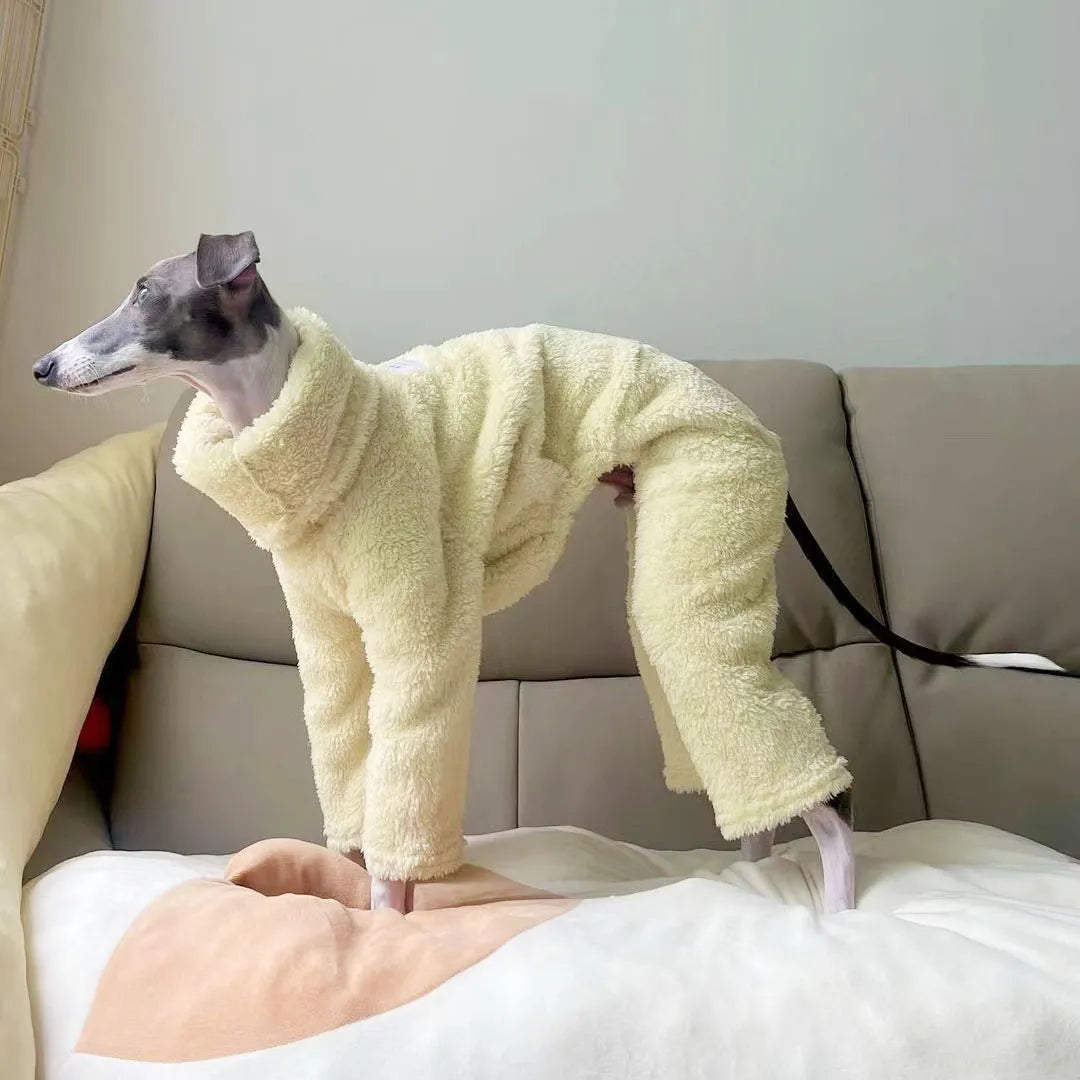 Italian Greyhound Outfit